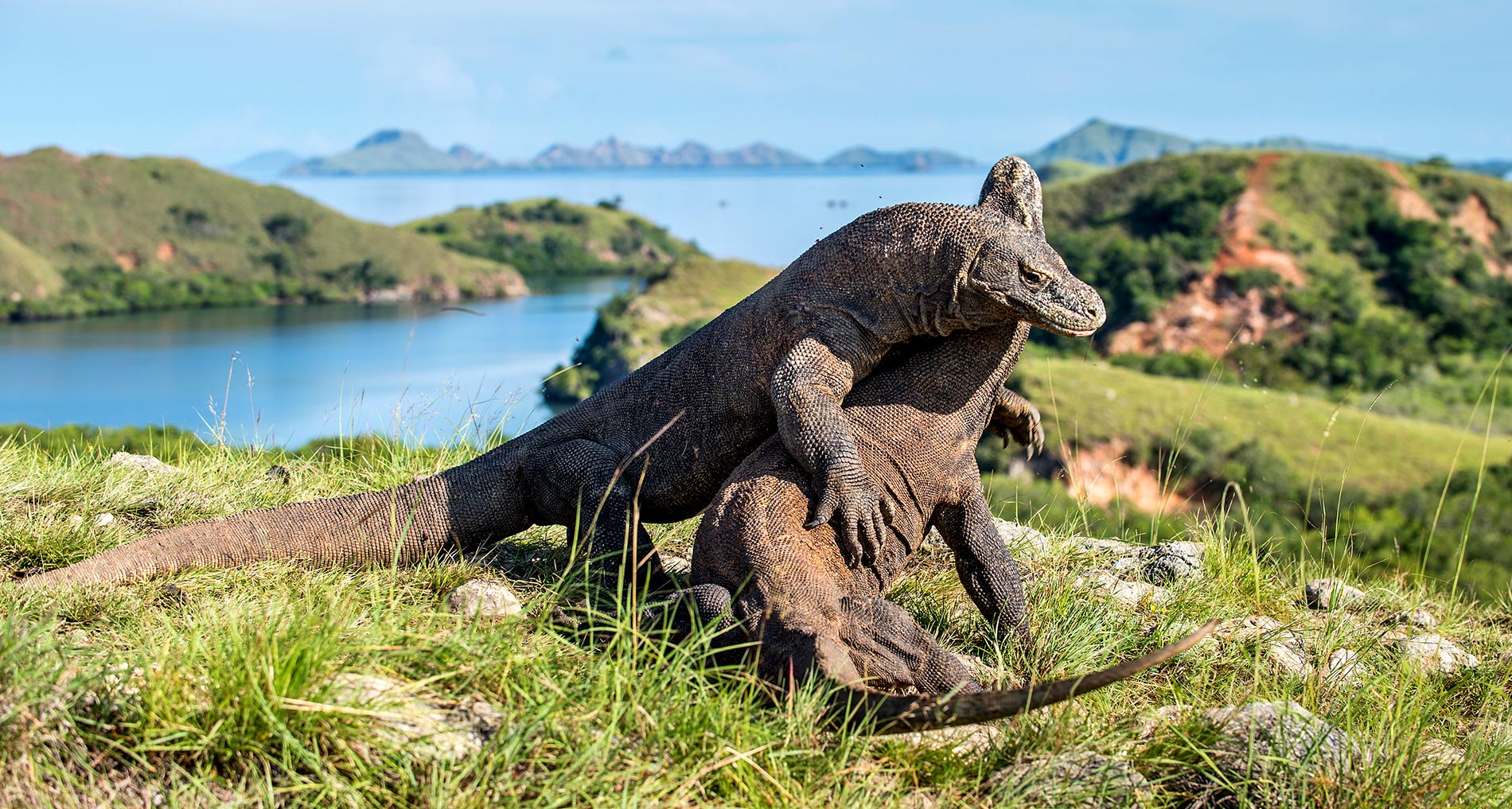 Αποτέλεσμα εικόνας για Enjoy a vacation cruise in the Komodo islands