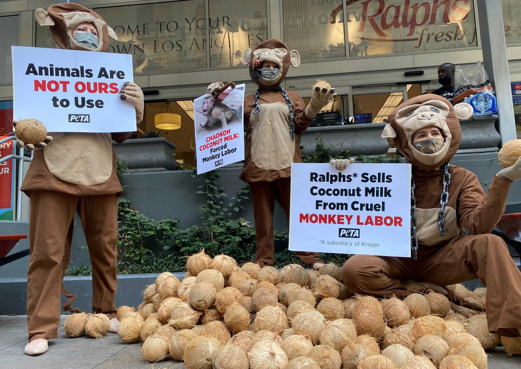 Peta Slams Coconut Monkey Labour Ttr Weekly